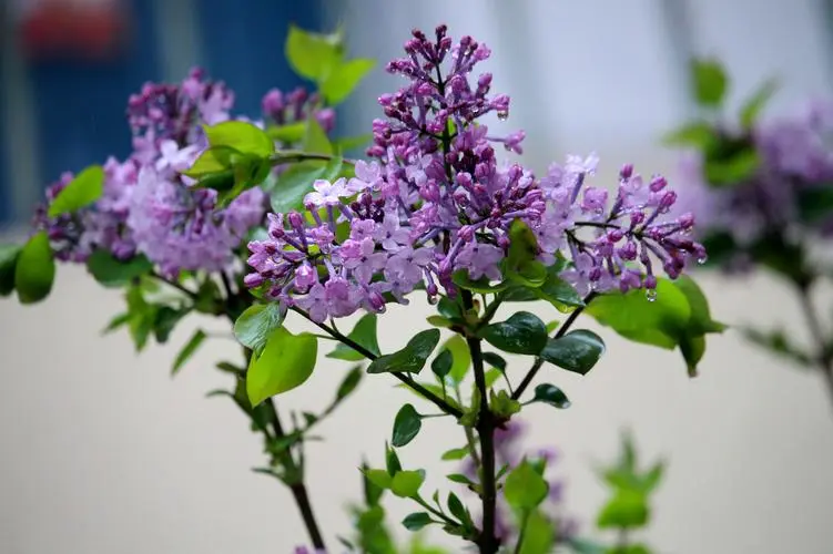 綠意盎然，香滿室—丁香花盆栽養(yǎng)護(hù)指南寶典