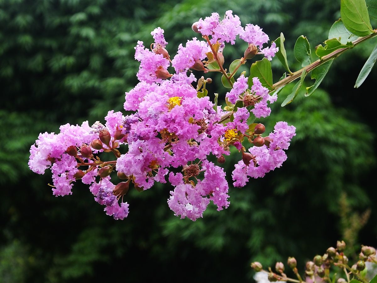 矮紫薇也能爆成花海？輕松養(yǎng)護長高開花滿盆。