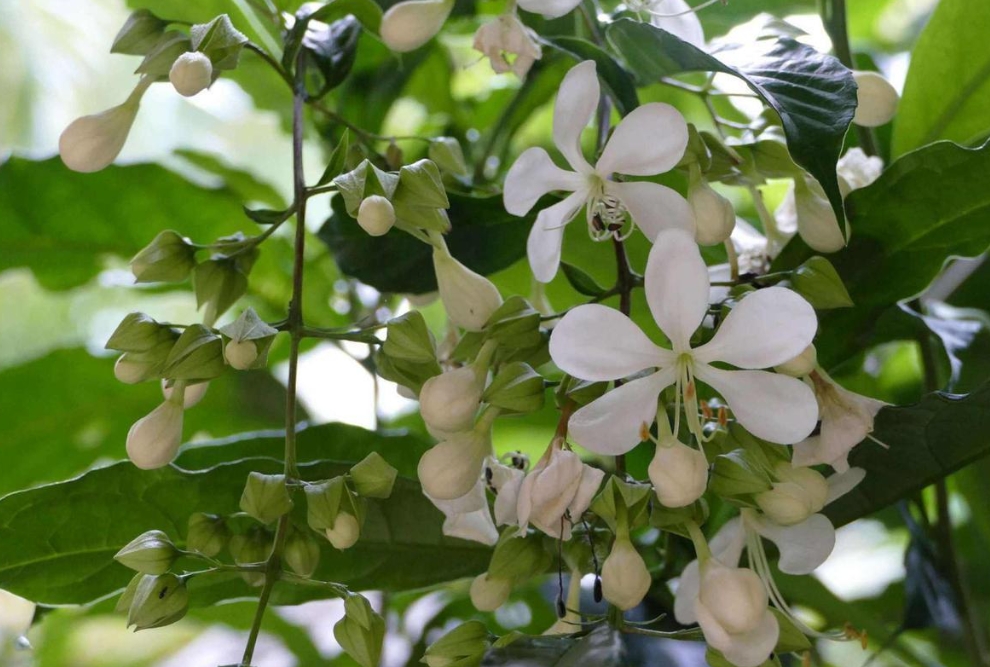 緊急預(yù)警！垂絲茉莉花苞脫落的四大元兇。