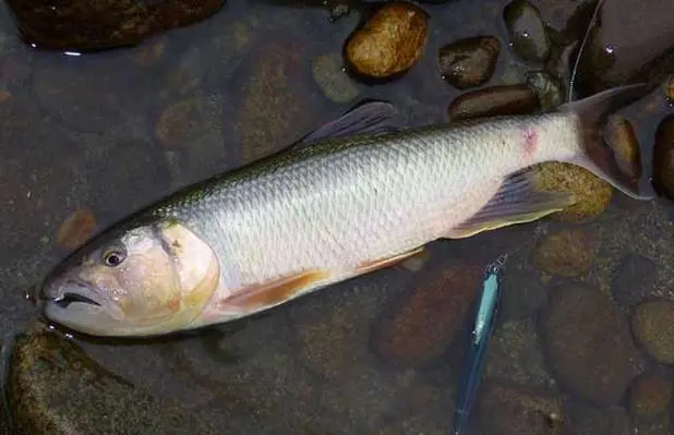 馬口魚生長大小極限與養(yǎng)殖成本+利潤剖析