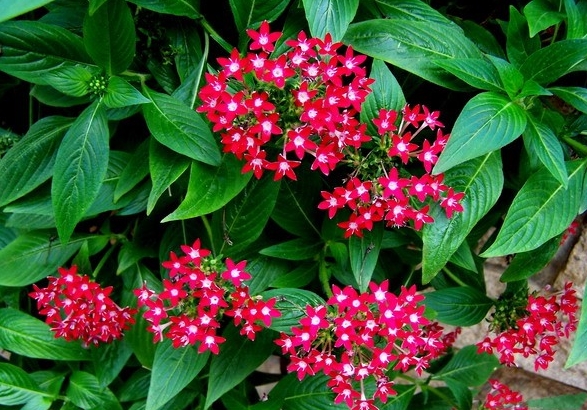 繁星花是多年生還是一年生？繁星點(diǎn)點(diǎn)，年年盛開(kāi)。