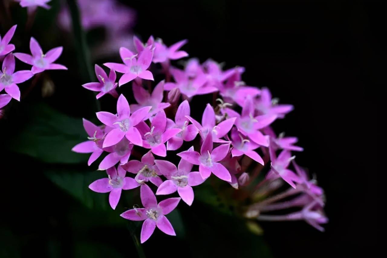 繁星花是多年生還是一年生？繁星點(diǎn)點(diǎn)，年年盛開(kāi)。