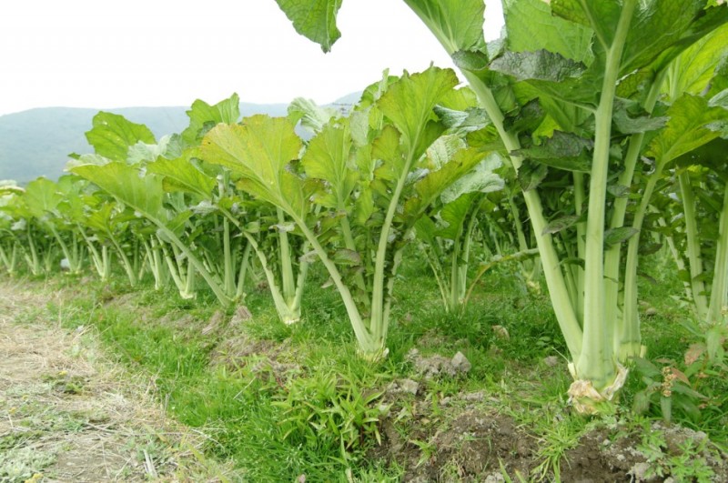 芥菜是大頭菜嗎？別再混淆蔬菜界的“雙胞胎”。