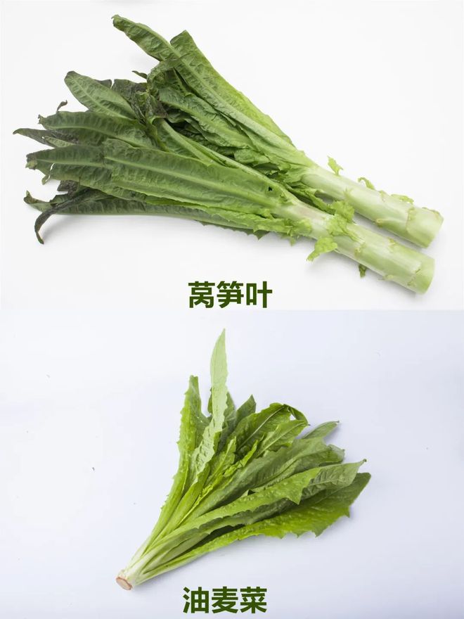 萵筍葉子并非油麥菜，大圖帶你認(rèn)清它們區(qū)別。