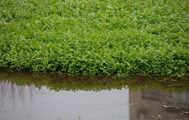 芹菜生長種植環境之謎：土里生根，水中難尋。