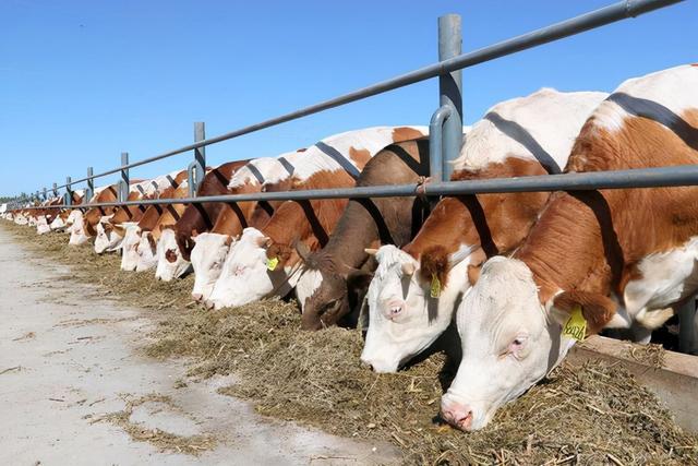 反芻動物人工養殖標桿，場地、飼料與管理的全方位篇章。