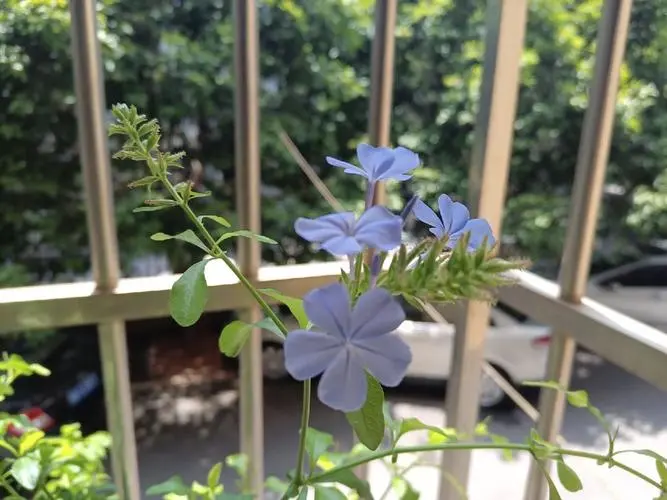 藍雪花種植困擾：藍雪花是喜愛酸性土壤還是堿性？