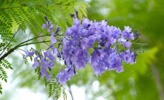 藍花楹有香味嗎？室外絢爛室內能養藍花楹嗎？