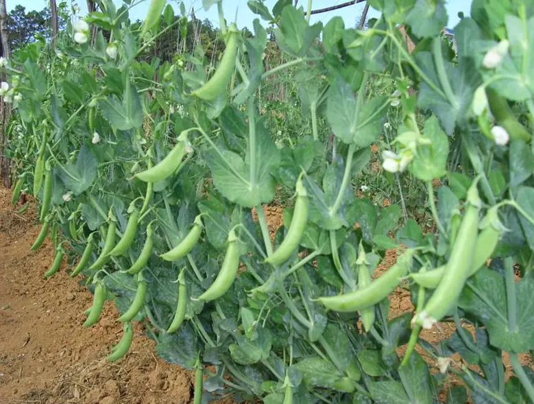 豌豆種植肥料選擇，一步到位的智慧之選