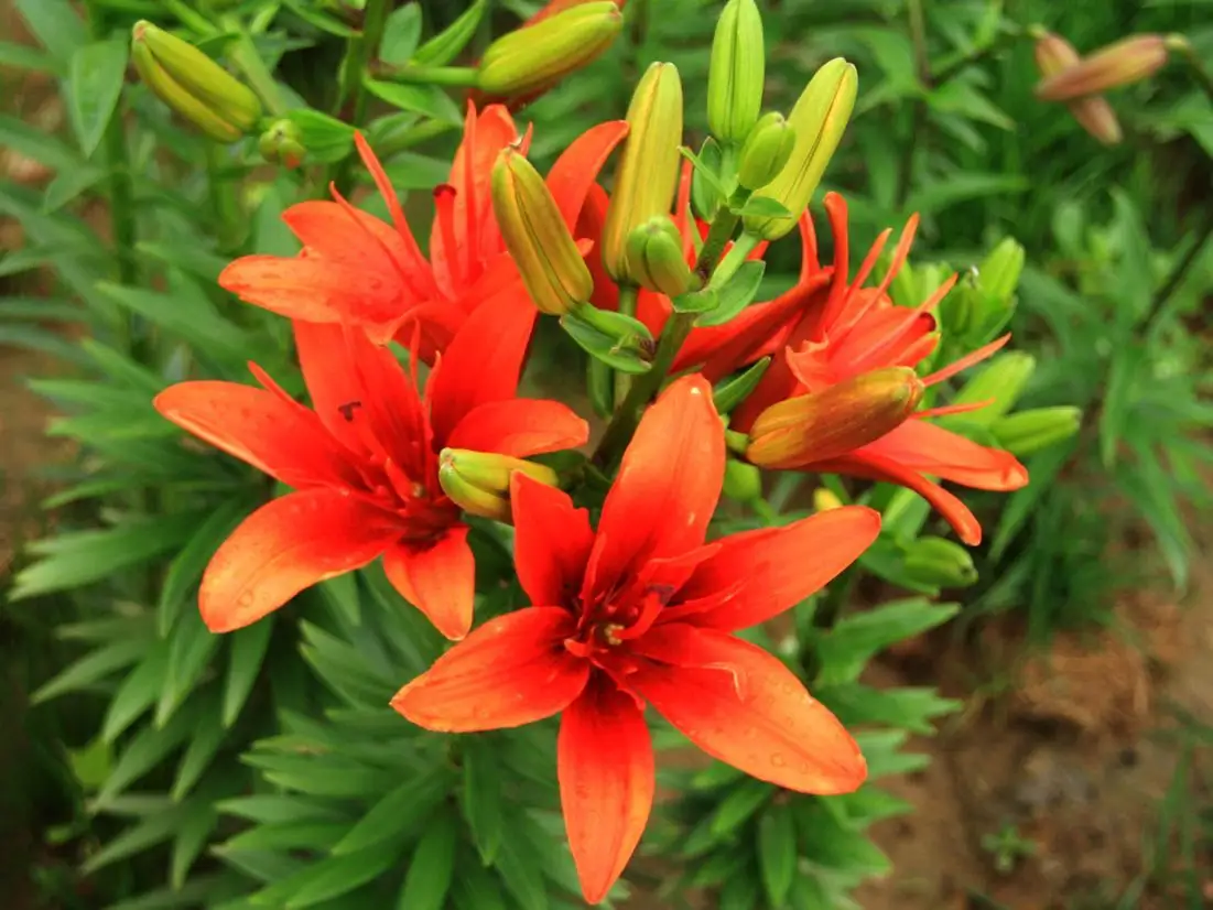 百合花開花后種球怎么處理留住來年的芬芳