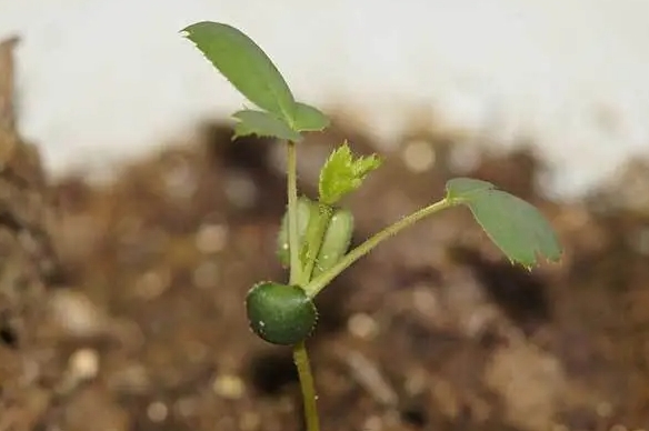 春日播種，秋收芬芳：薔薇花種子種植時間與方法