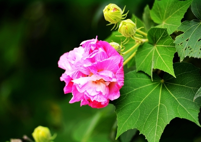 <b>花開兩朵，各表一枝：芙蓉花與合歡花的獨特魅力</b>