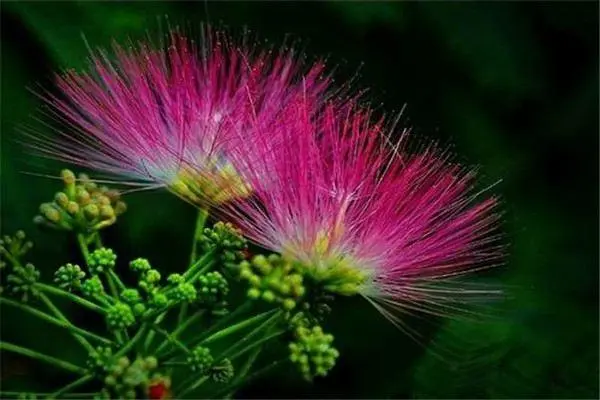 花開兩朵，各表一枝：芙蓉花與合歡花的獨特魅力