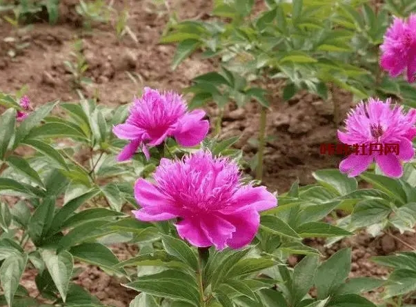 <b>秋播春賞，芍藥種子種植指南：打造你的私人花海！</b>