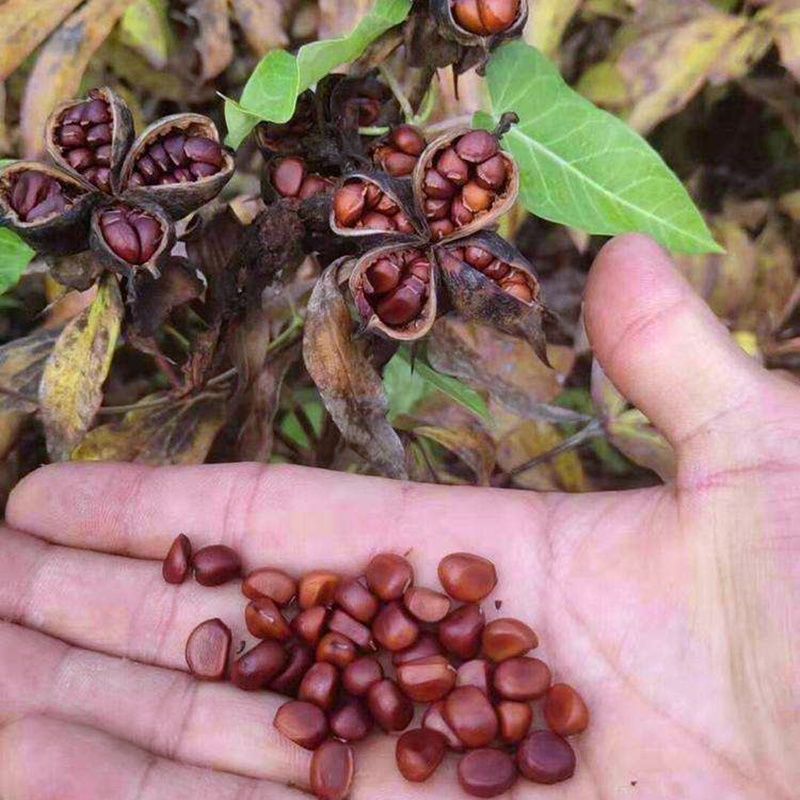 秋播春賞，芍藥種子種植指南：打造你的私人花海！