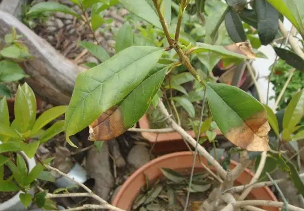 桂花樹種植陷阱：警惕發芽即枯的四大元兇