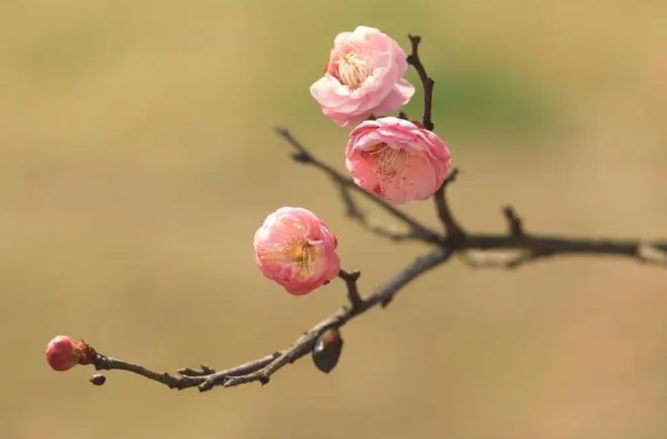 梅花有葉子嗎？冬日奇跡花盛開時為何“無葉”？