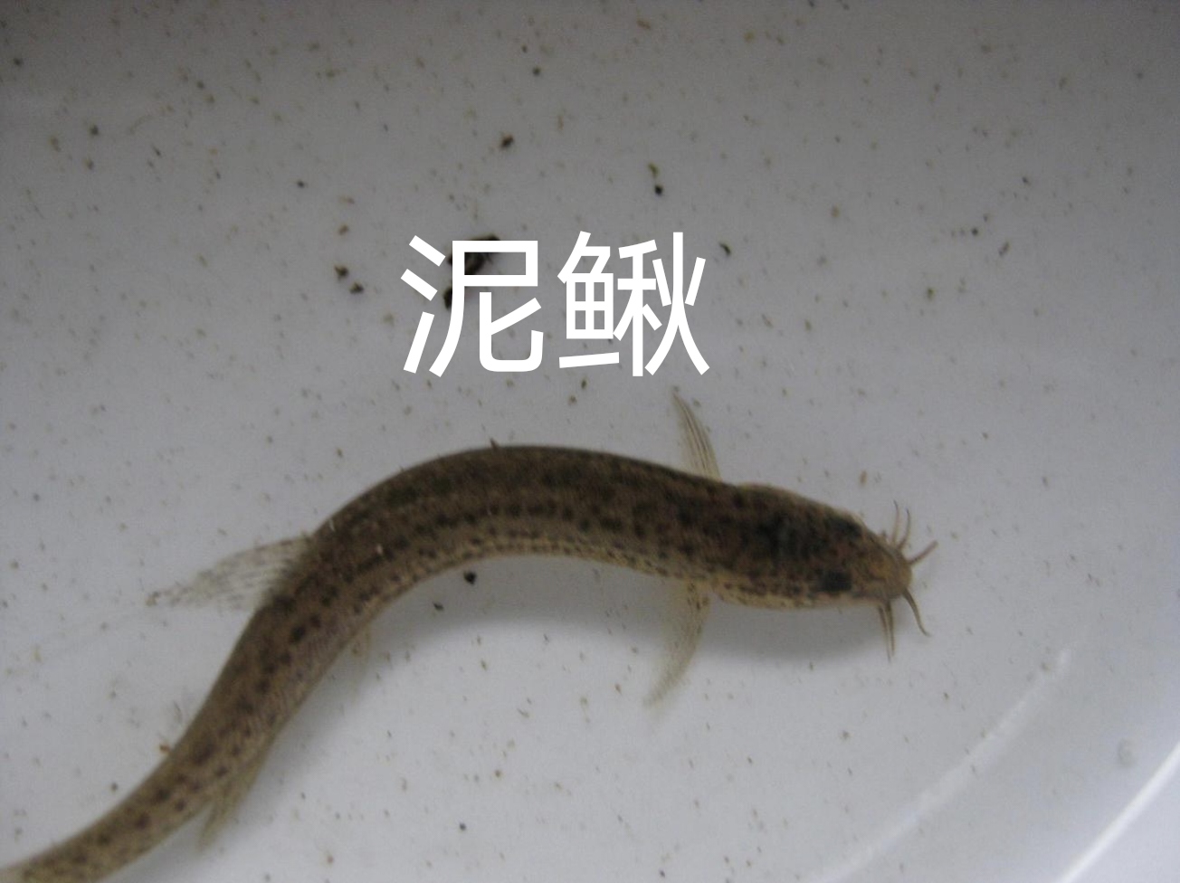 黃鱔VS泥鰍：兩大淡水魚王的區別終極對決