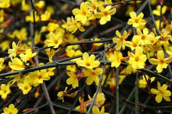 迎春花遭遇“生死劫”。拯救迎春花枝葉萎蔫干枯寶典。