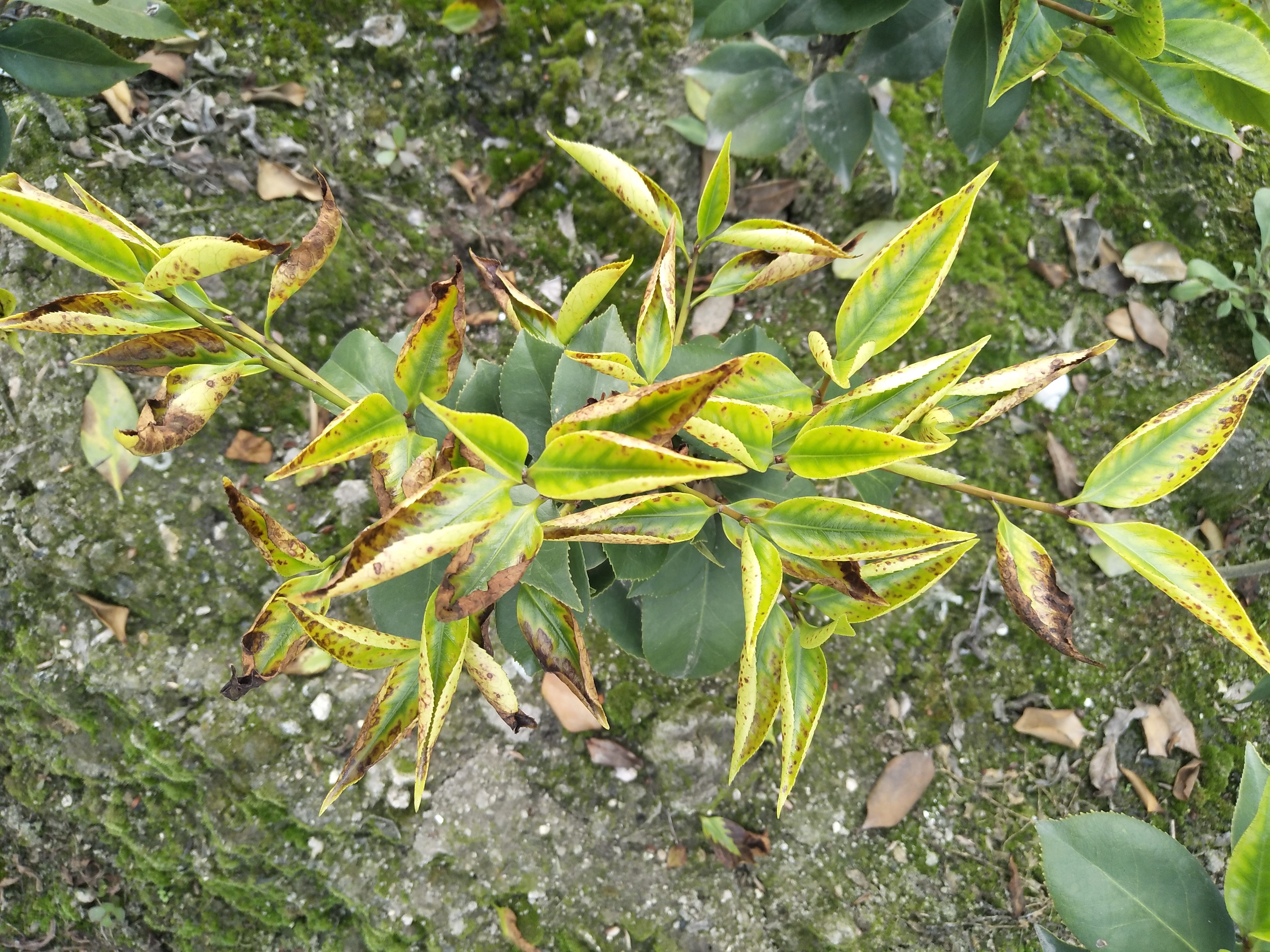 拯救茶花行動(dòng)！爛根表現(xiàn)與緊急救治指南