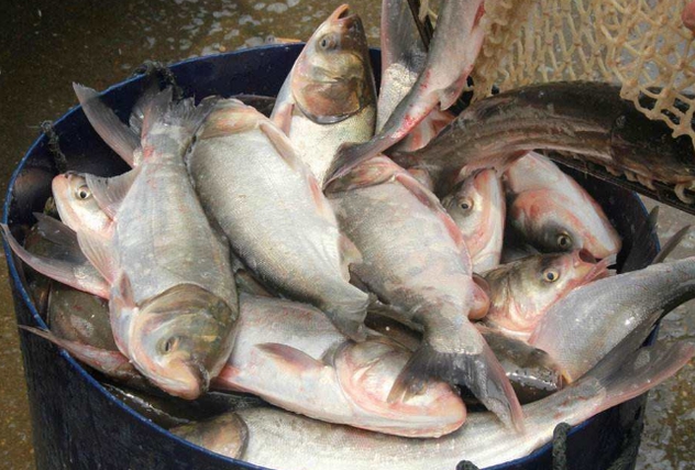 鰱魚養殖吃什么餌料長得快？科學投喂養出大肥魚