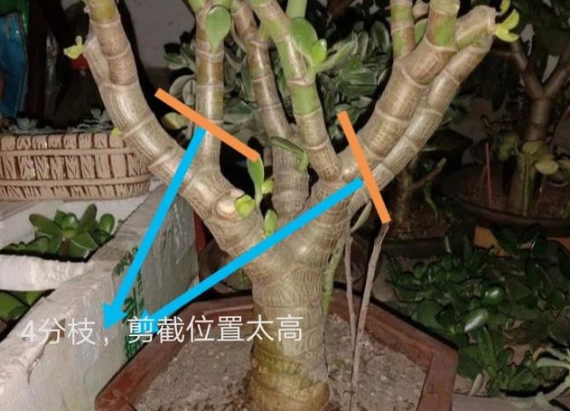 玉樹變身記：一剪一修，輕松打造大樹型