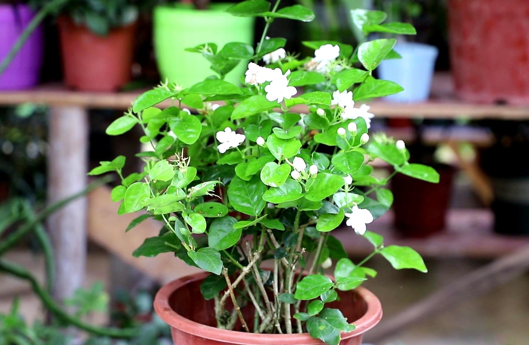 家中茉莉花盆栽花朵能泡水喝嗎？自制清新茶飲。