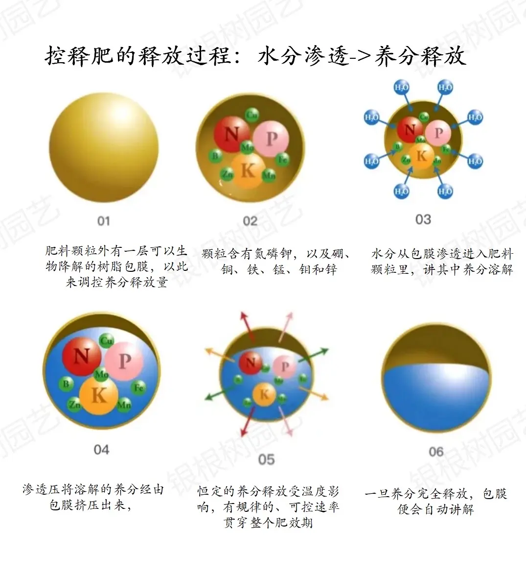 緩控釋肥：為作物量身定制的“營養餐”