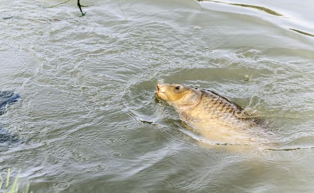 青魚實戰垂釣，釣底高手和釣浮達人，誰更勝一籌？