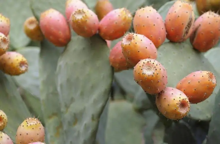 仙人掌果每年都結果嗎？生長周期與影響因素關系