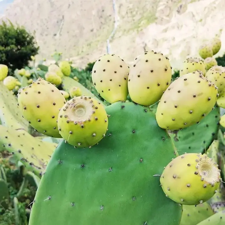 仙人掌果每年都結果嗎？生長周期與影響因素關系