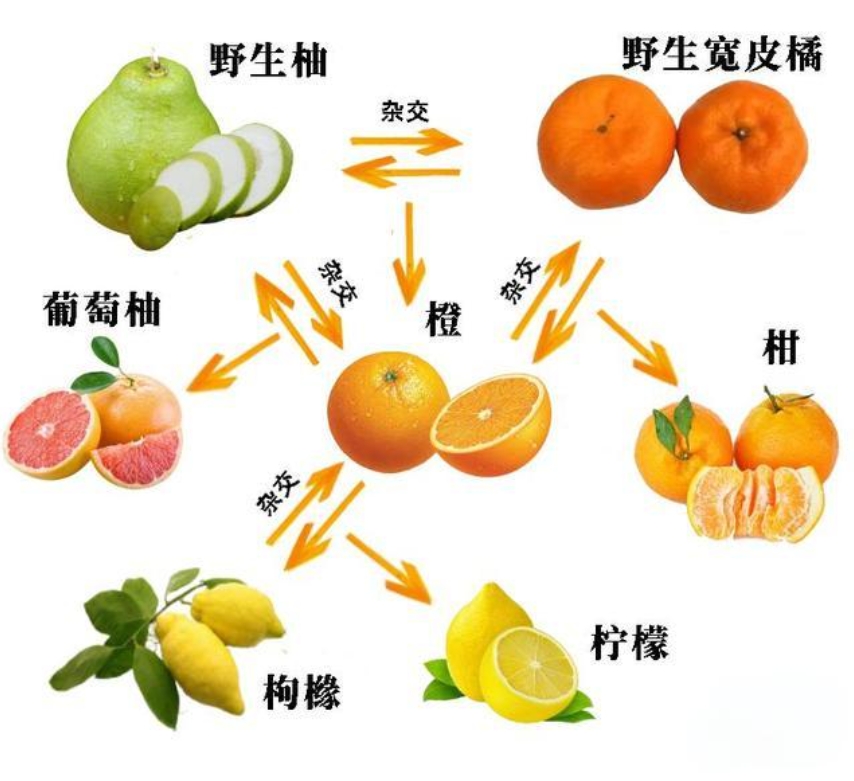 橙子與桔子的分類依據與區別特征。