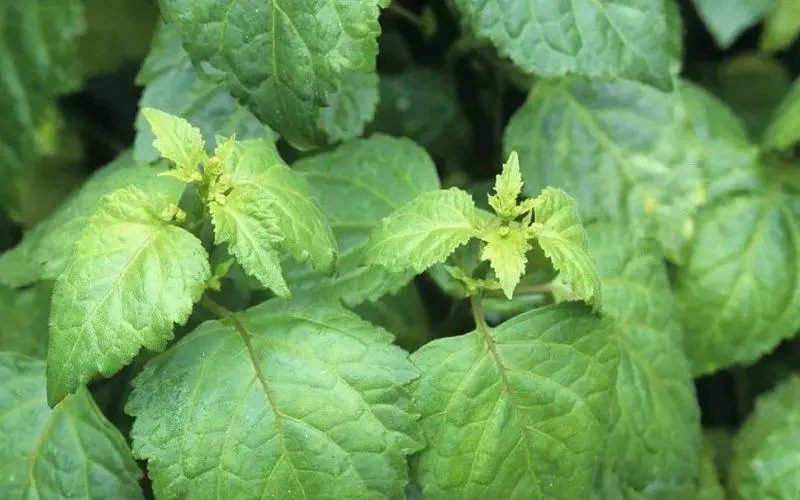 廣藿香是什么植物？香氣四溢的中草藥