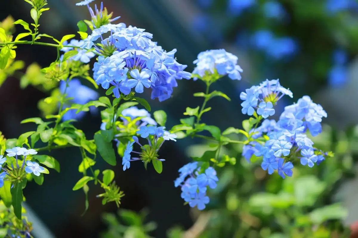 藍雪花夏天可以暴曬嗎？夏日養護法則分享