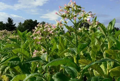 花煙草多年生草本，打造四季不敗的花園風景