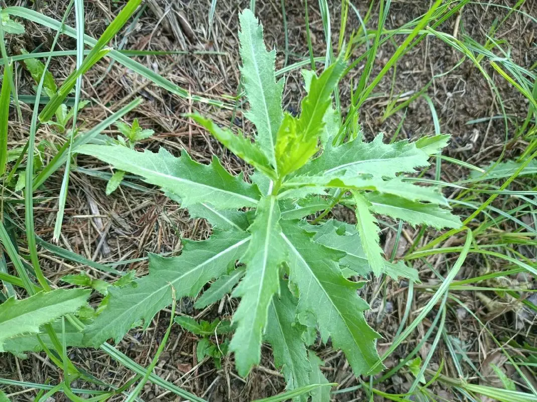 野外尋寶：十種好吃還超有營養的野菜寶藏