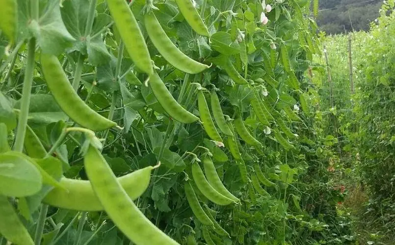 荷蘭豆種植用什么肥料好？