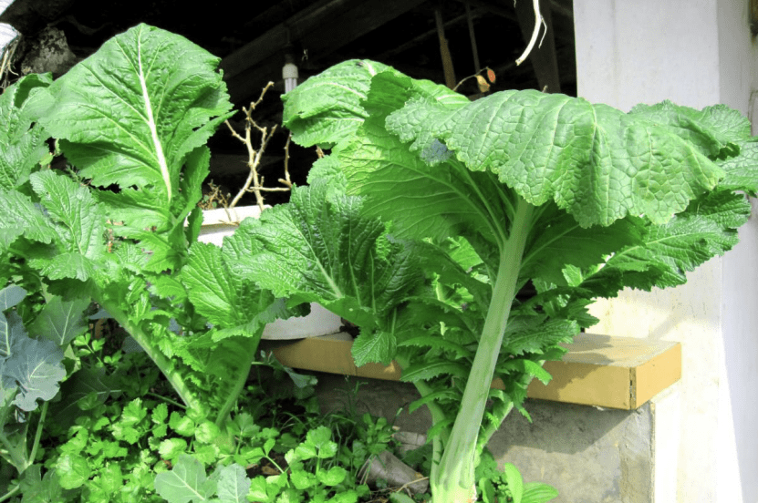 芥菜長什么樣子？芥菜絕美圖片集大賞