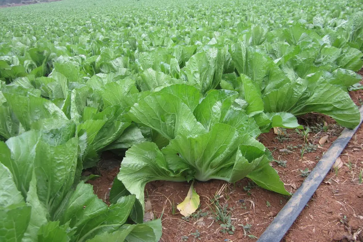 芥菜長什么樣子？芥菜絕美圖片集大賞