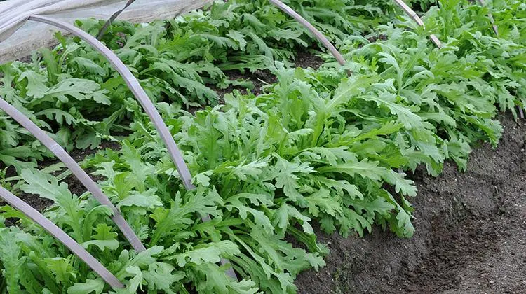 大棚茼蒿夏季高產(chǎn)栽培技術(shù)分享，實(shí)現(xiàn)茼蒿豐收夢(mèng)