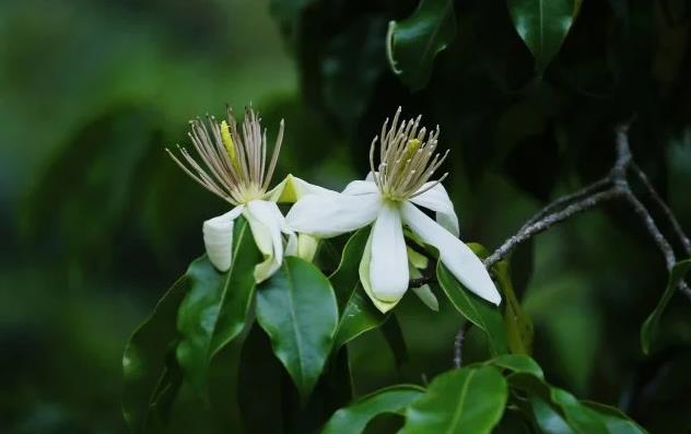 珍稀植物樹種：長蕊木蘭的生態魅力與研究保護?