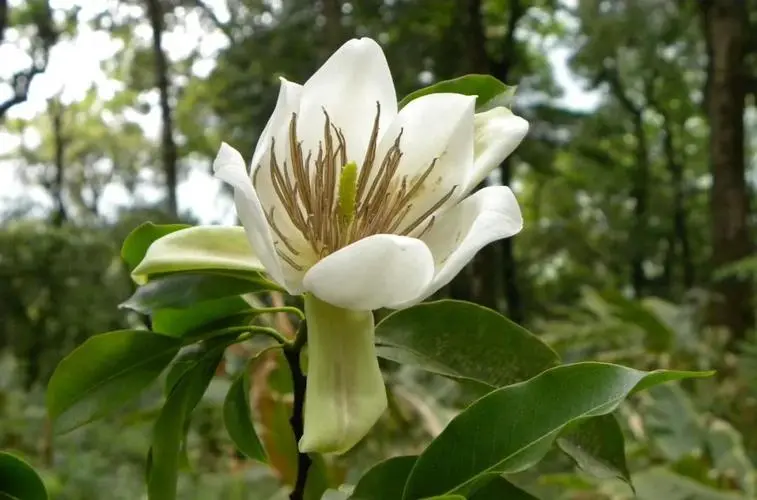 珍稀植物樹種：長(zhǎng)蕊木蘭的生態(tài)魅力與研究保護(hù)?