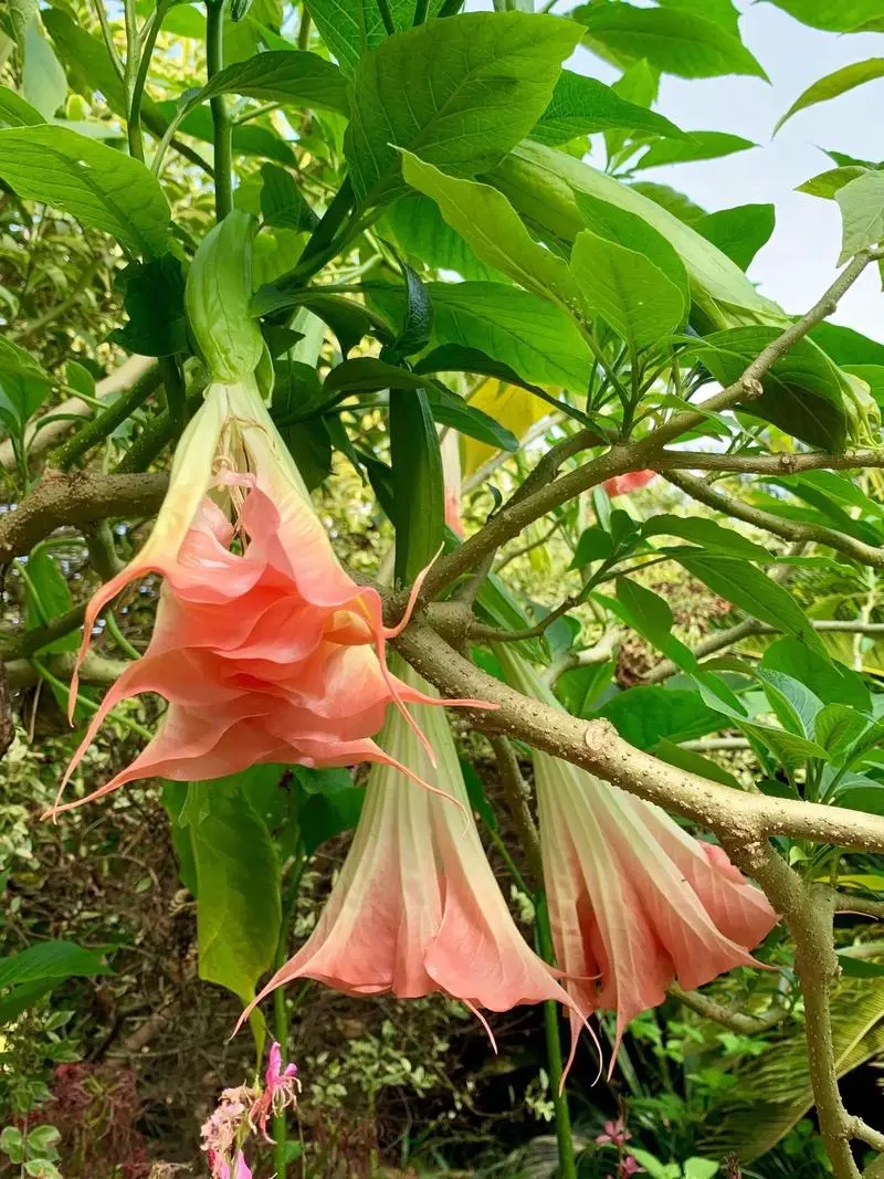 曼陀羅花：美麗與毒性并存的神秘花卉