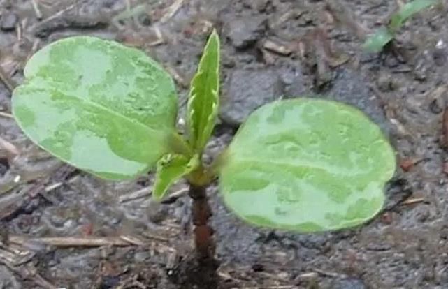 <b>鳳仙花幼苗為什么會傾斜？鳳仙花移植步驟詳解</b>