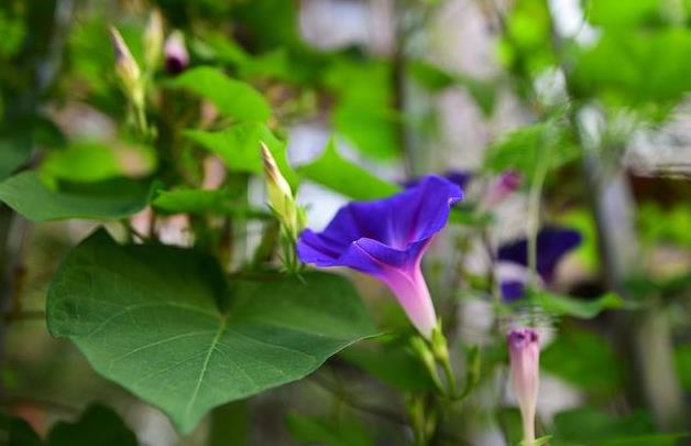 牽牛花為何叫牽牛花？分享背后的故事與傳說