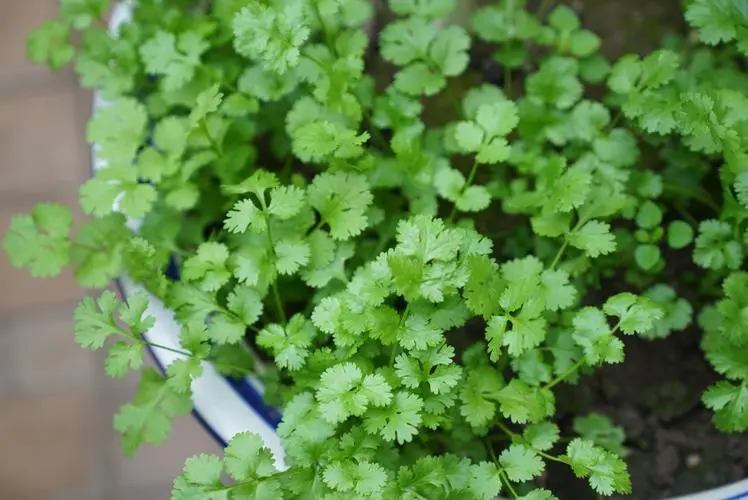 家庭園藝新手必看：香菜苗長多大可以移植栽種