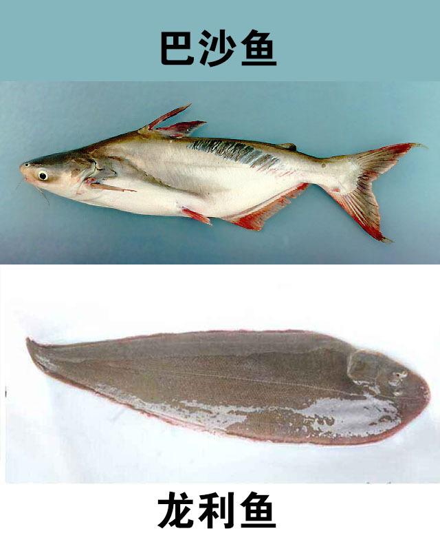 巴沙魚與龍利魚對(duì)比，哪種營(yíng)養(yǎng)又美味