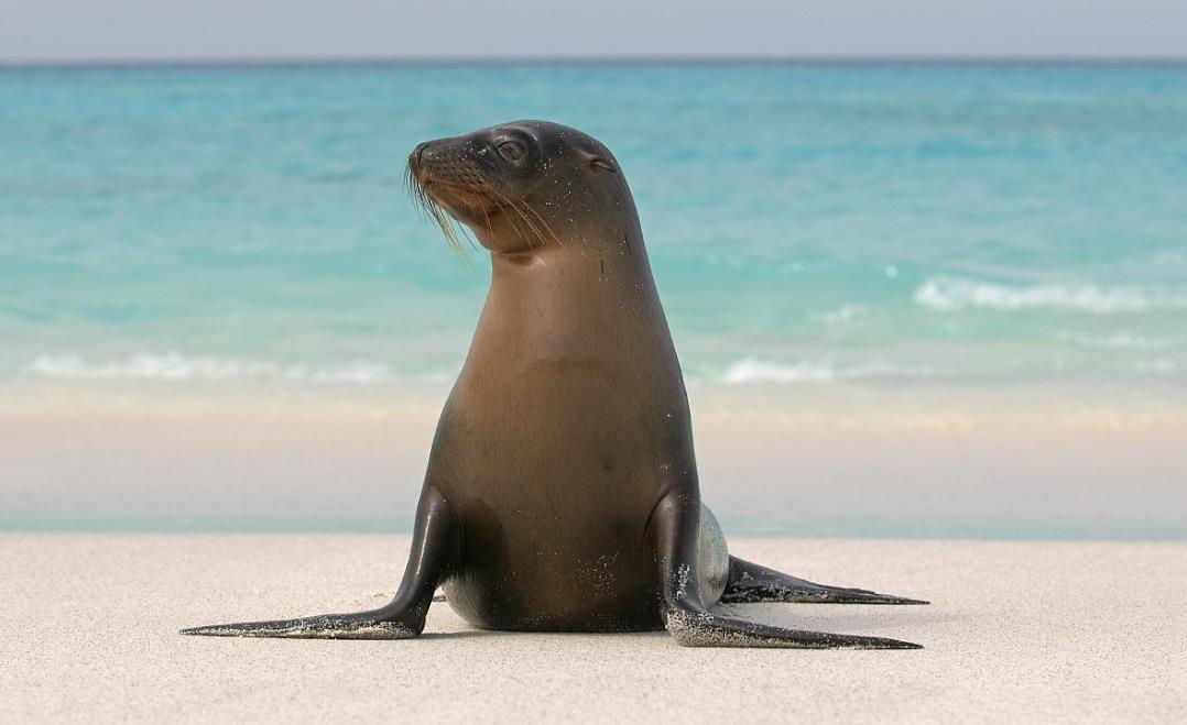 海洋雙獅：加州海獅與南美海獅的區別對比