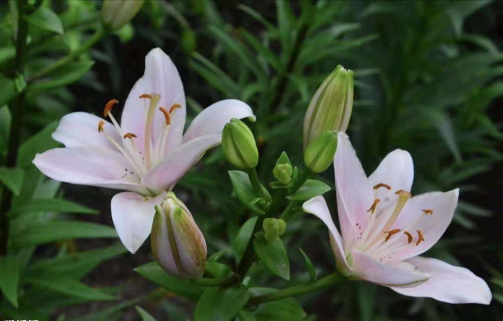 百合花竟然也可以吃！自然食材新味蕾風(fēng)味