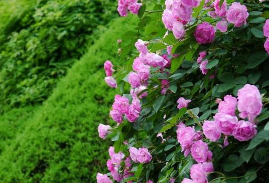 薔薇之戀：十大絕美薔薇品種，感受浪漫風景